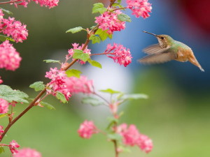 Hummingbirds03