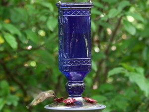 Hummingbirds04